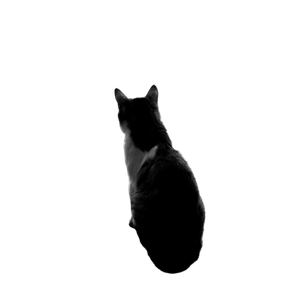 A Contemplative Cat Looks Out A Window In A Serene Black And White Setting. 13240 - Cat PNG image with transparent background